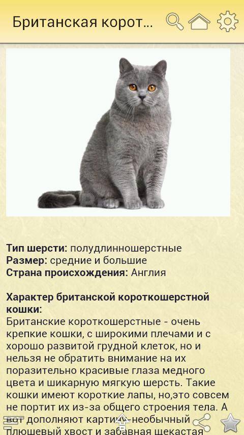 Cибирская голубая кошка