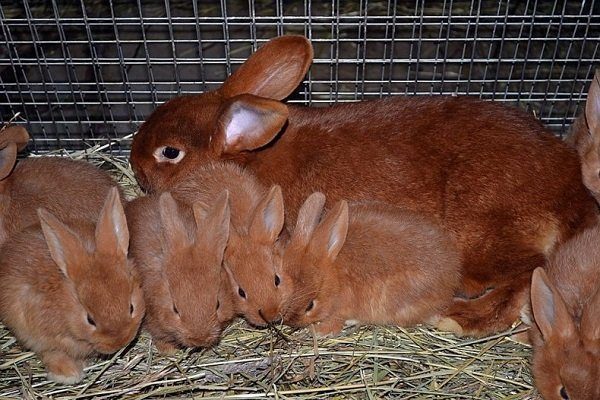 Как выглядят бургундские кролики: особенности породы, уход и содержание