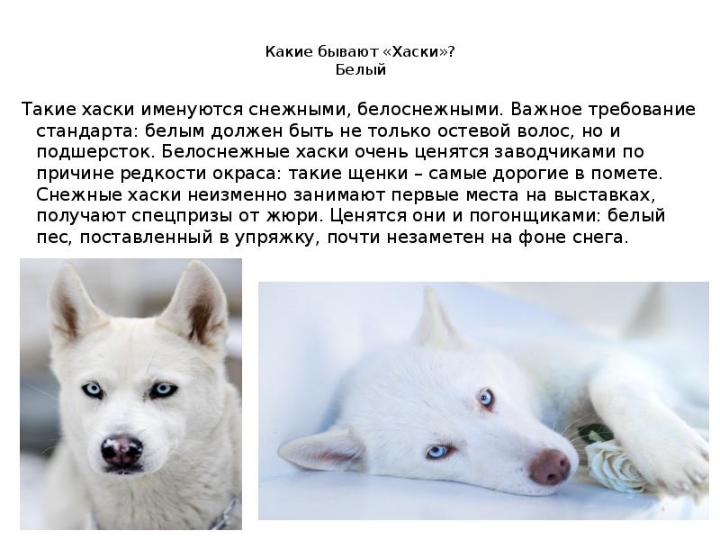 Какие существуют белые собаки: список и описание пород белого окраса