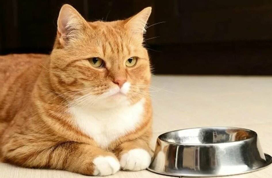 Почему котенок не ест сухой корм: основные причины, что делать и чем кормить