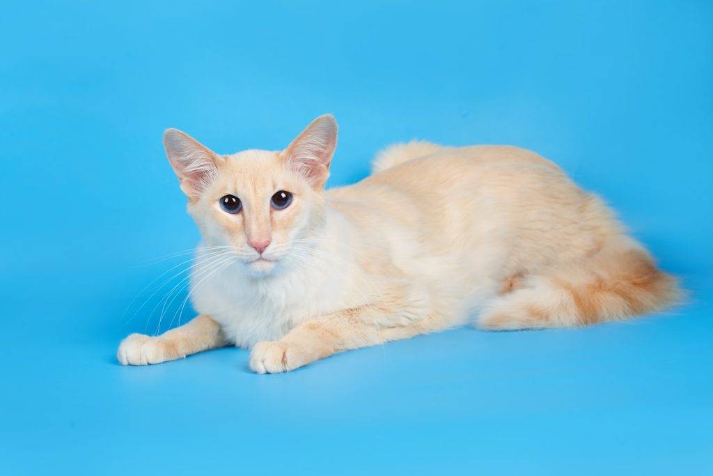 Яванез (яванская кошка)