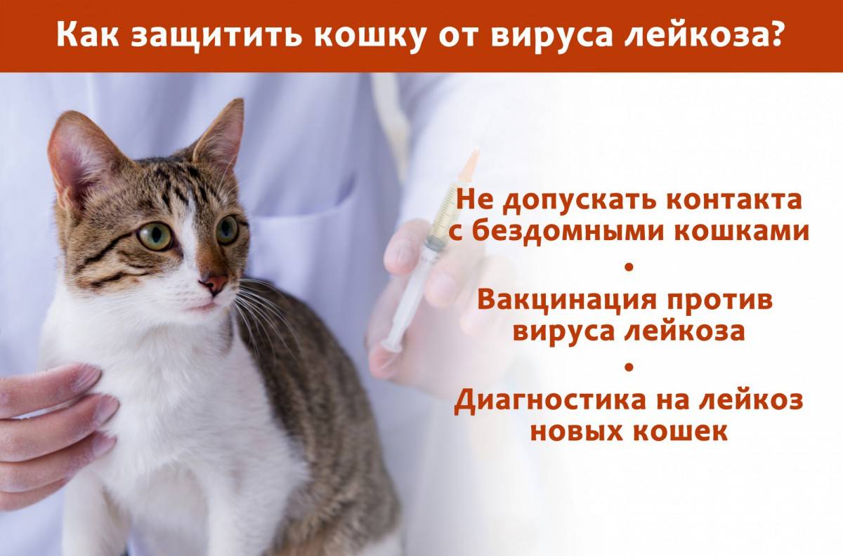 Вирусный лейкоз у кошек: как передается felv, чем опасен, симптомы, диагностика, лечение, профилактика и прогноз
