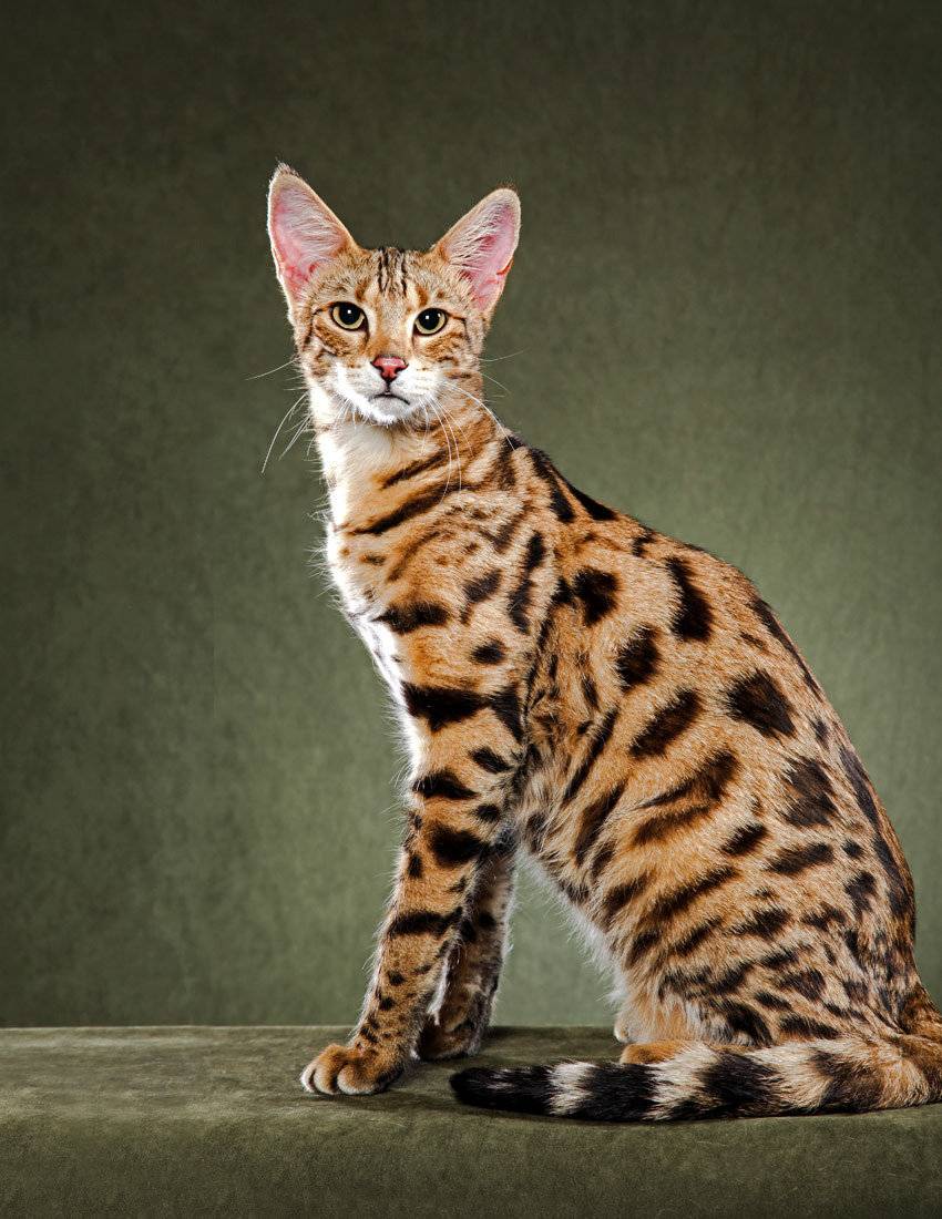 Самые редкие породы кошек с фотографиями — изучаем вопрос