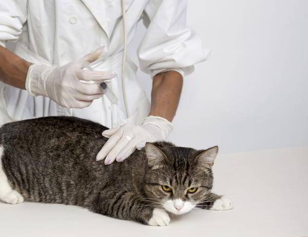 Мочекаменная болезнь у кошек симптомы и лечение