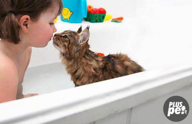 Как правильно купать котенка: правила, пошаговая инструкция