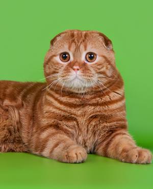 Британская кошка: стандарт, варианты окраса, характер и уход