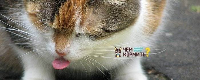 Питание кошек: натуральное, смешанное и готовые корма