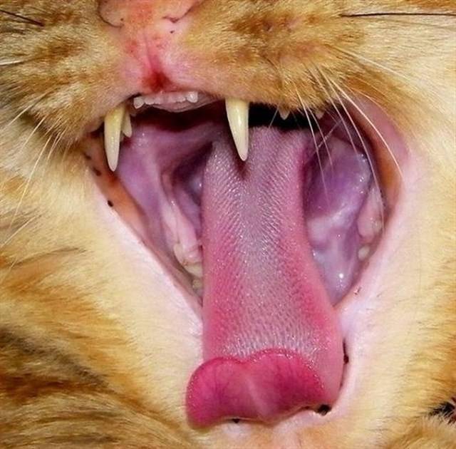 Кошачий язык под микроскопом. тайный язык кошек (9 фото)