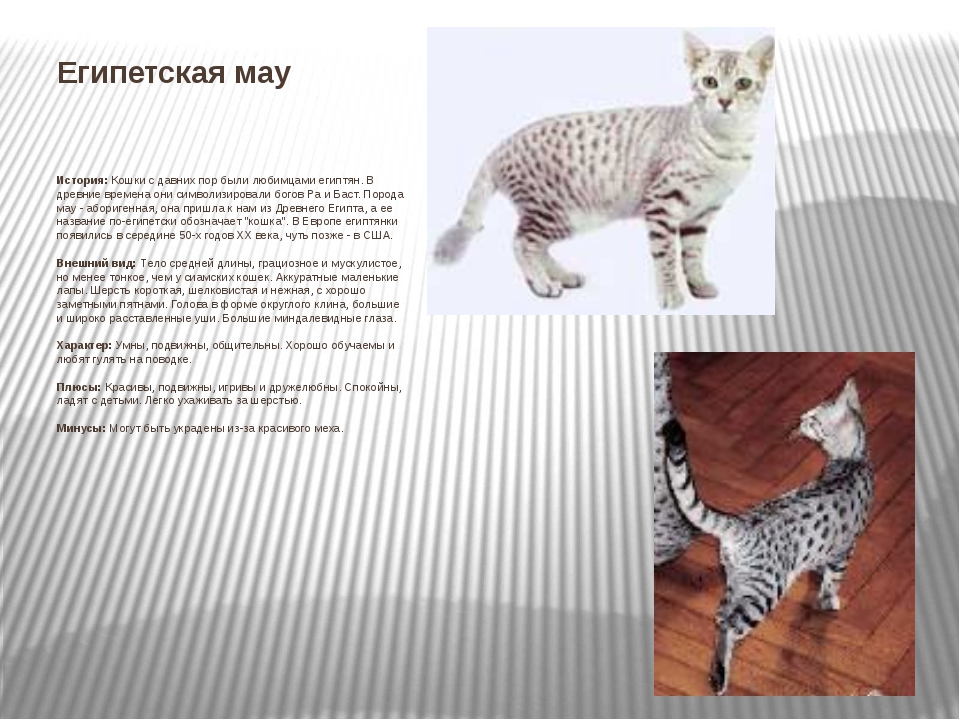 Египетская мау: описание история, характер, фото | кот и кошка