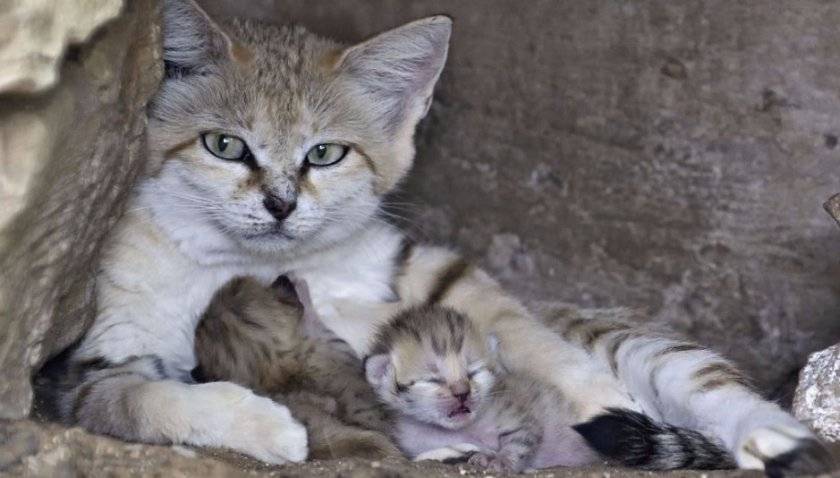 Самая маленькая порода кошек в мире, топ-10 карликовых мини котов мелкого размера, которые не растут