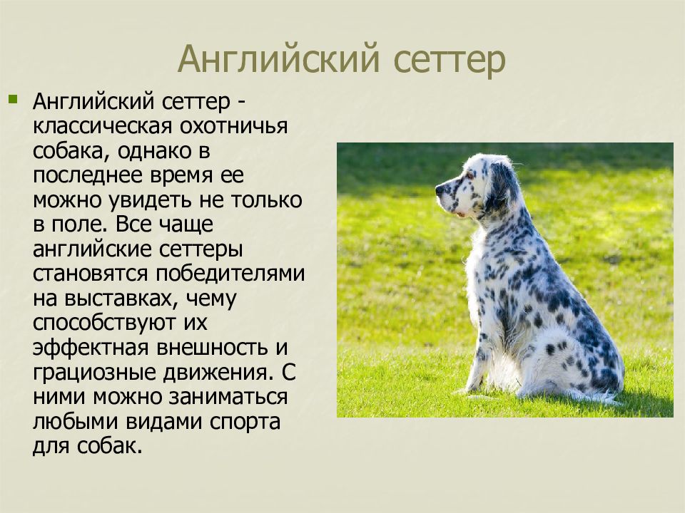 Порода сеттер: описание породы, рекомендации по уходу, отзывы владельцев | medeponim.ru