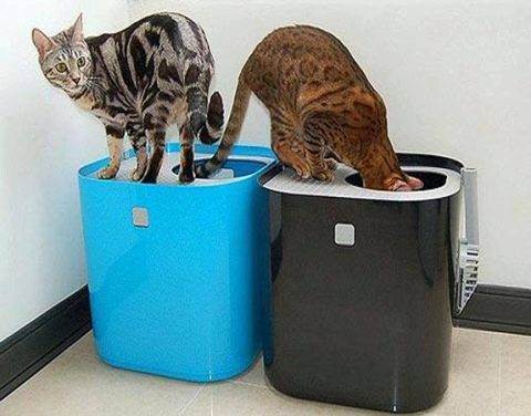 Какой кошачий туалет лучше?