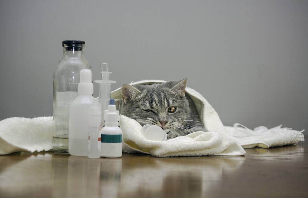 Кот вялый, сонный, отказывается от еды – пора ли бежать к ветеринару?