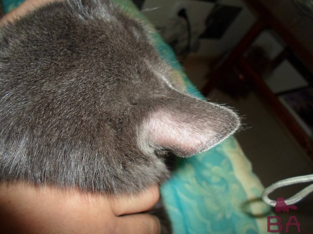 У кошки лысеют уши: причины облысения и варианты лечения
