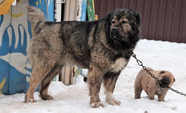 ᐉ алабай и кавказская овчарка: сравнение пород, отличия, кто сильней - kcc-zoo.ru