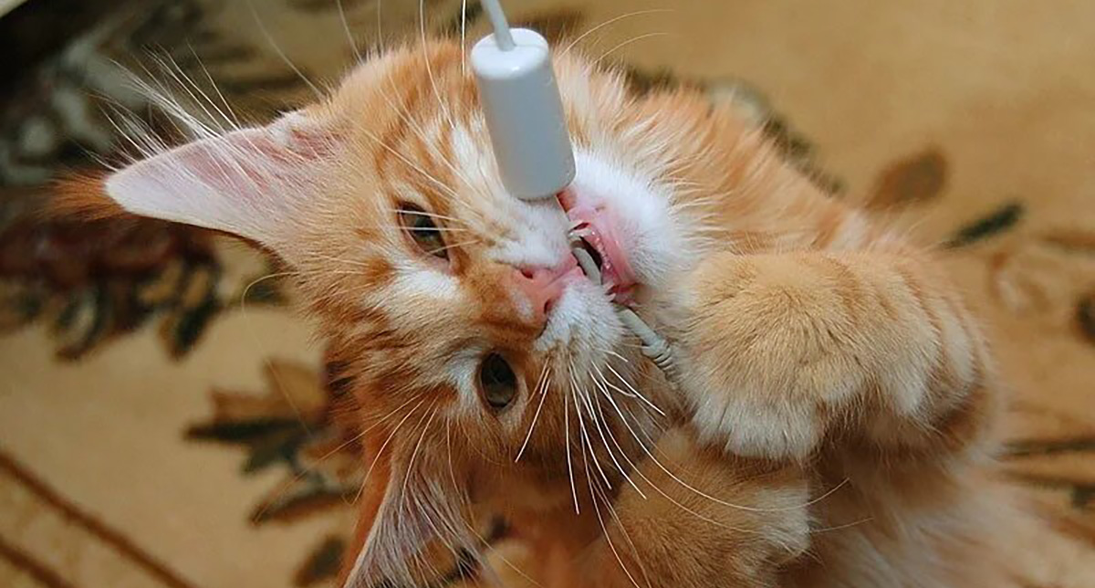 Как отучить кошку грызть провода: почему кошки грызут провода?