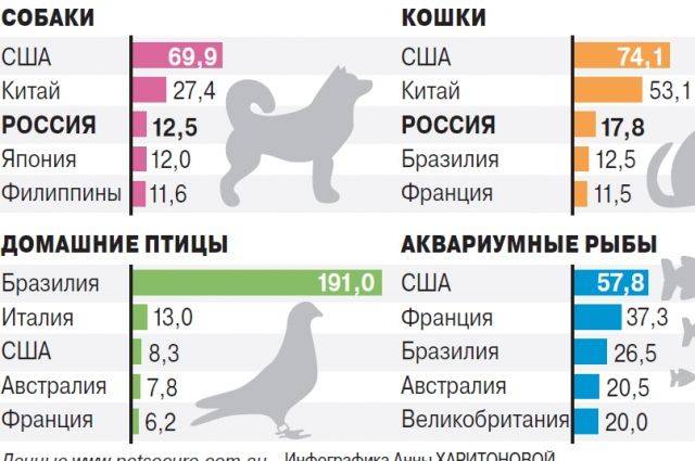 Сколько кошек в мире и в россии