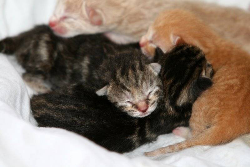 Чем кормить кормящую кошку: с первых дней после родов и до отлучения котят