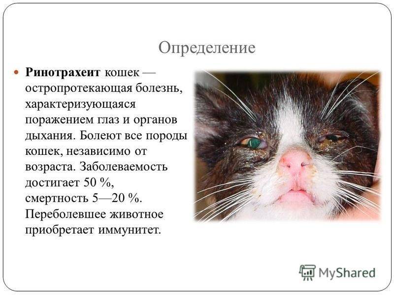 Кожные заболевания у кошек (фото) :: syl.ru