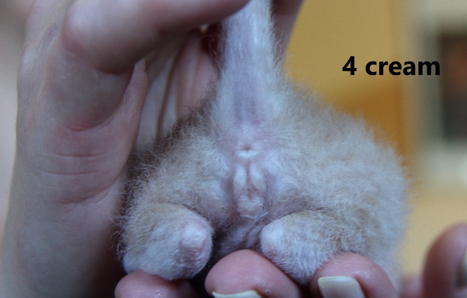 Определить пол новорожденного котенка фото в домашних условиях