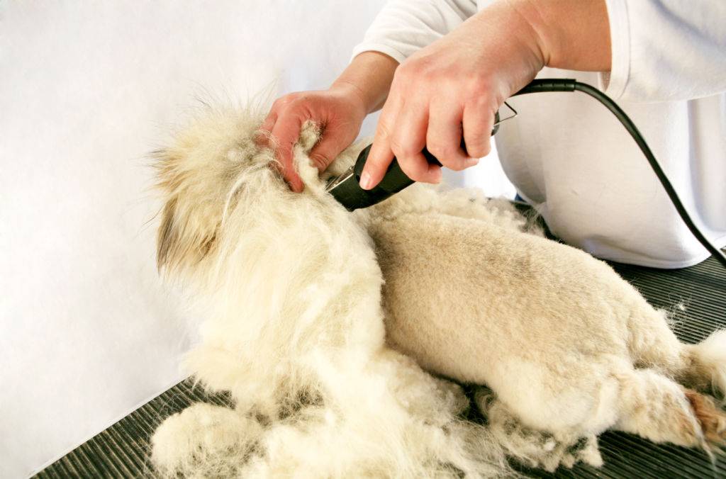 Как подстричь кота самостоятельно в домашних условиях и как успокоить перед стрижкой