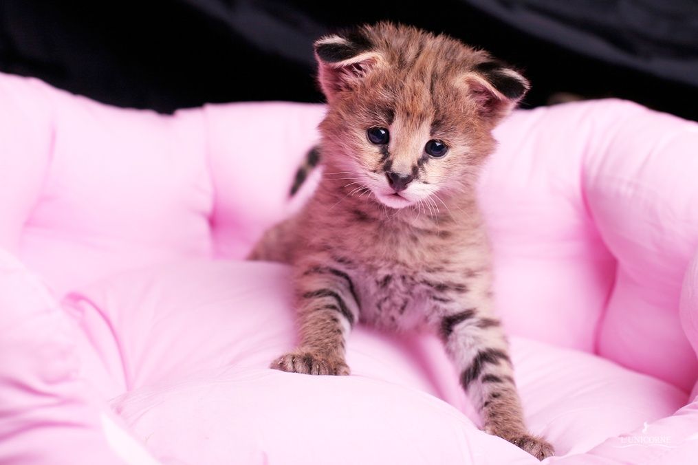 Топ 10 самые красивые кошки в мире