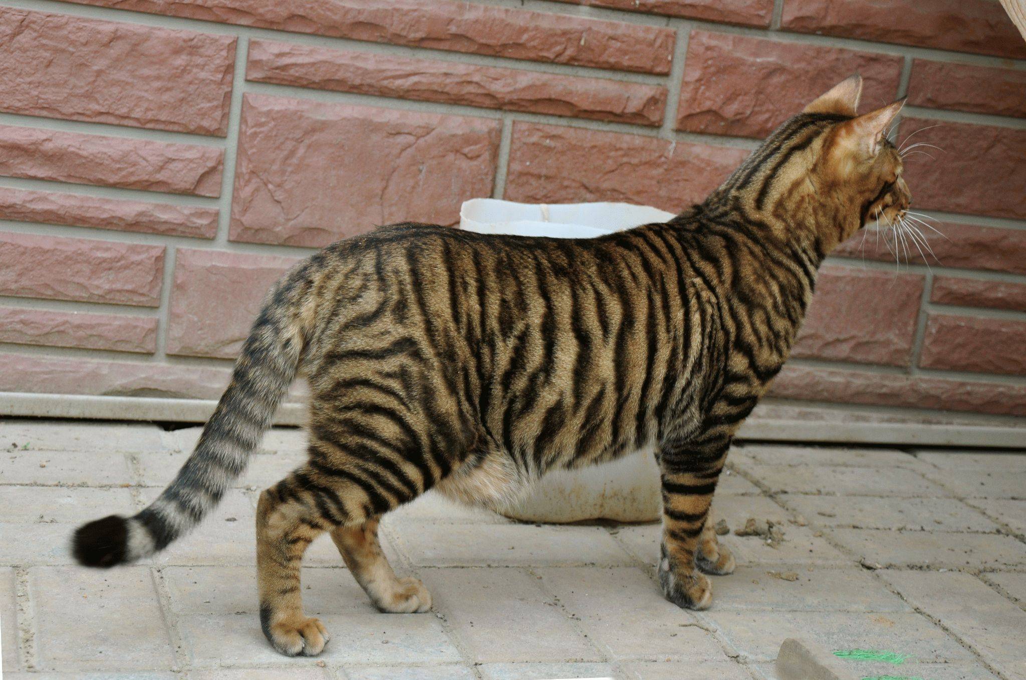 Тойгер кошки (фото): добродушный нрав в диком окрасе - kot-pes