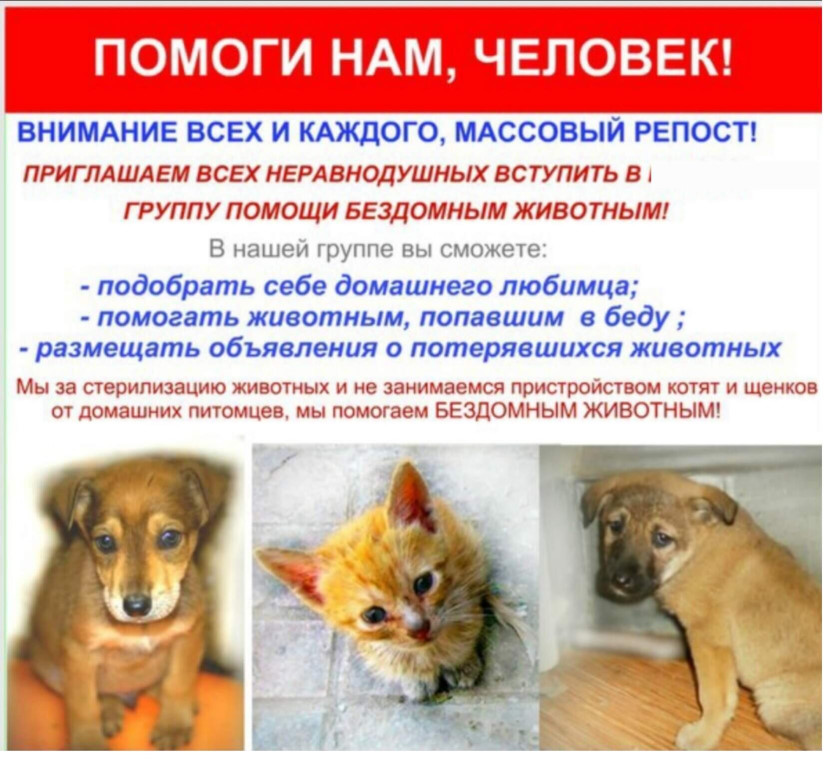 Адаптация собаки из приюта к новой семье - как проходит? wikipet.ru