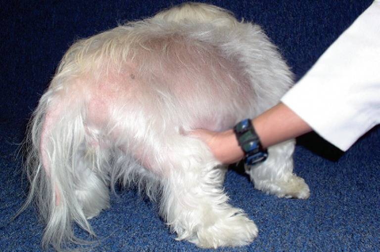 Атопический, блошиный и кожные дерматиты у собак: симптомы и лечение.
