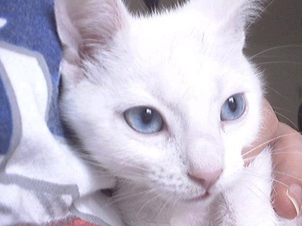 Почему белые кошки бывают глухими, и как тогда их правильно воспитывать
