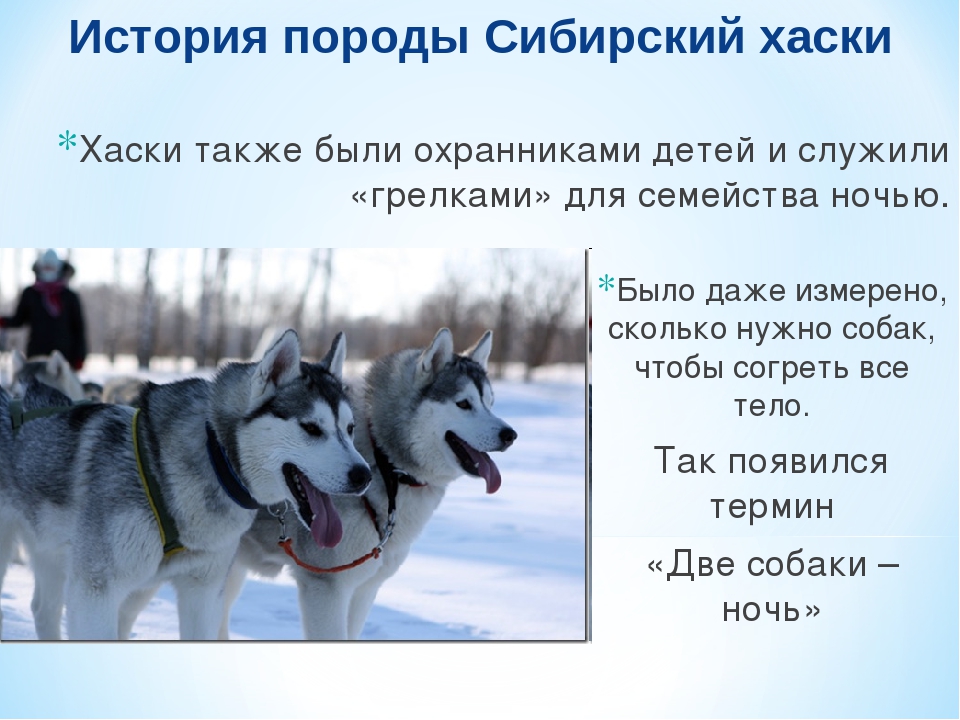 Сибирский хаски | собакопедия вики | fandom