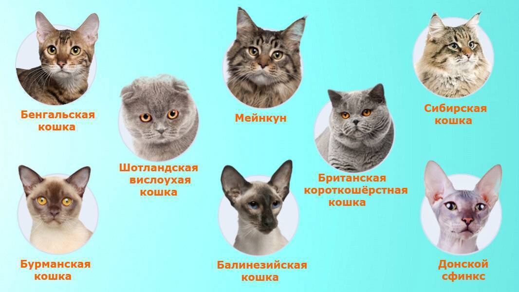 Как определить породу кошки по окрасу и другим признакам