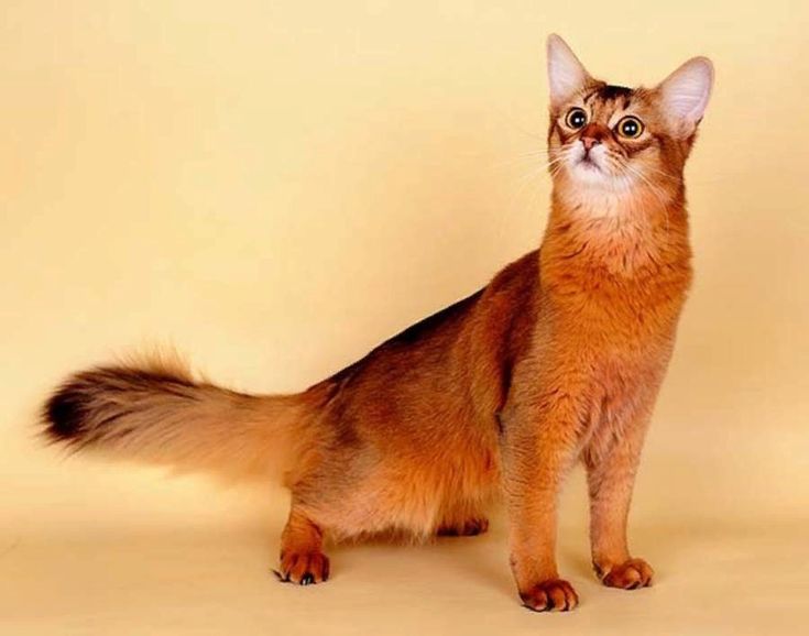 Описание породы Сомалийская кошка