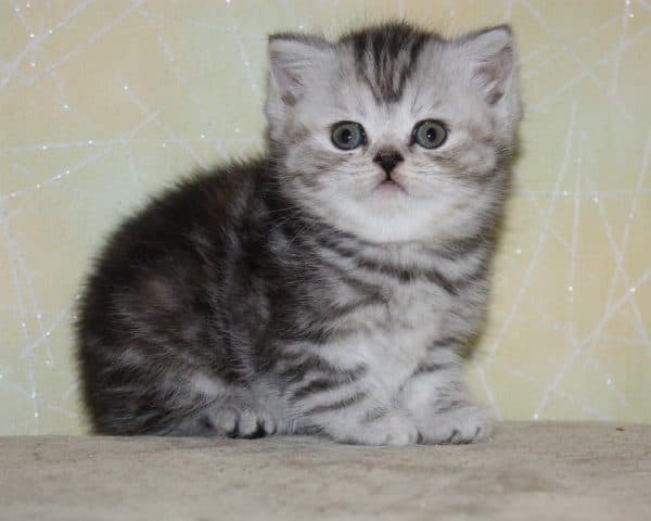 Имена для сиамских кошек: популярные и красивые клички для мальчиков и девочек сиамской породы