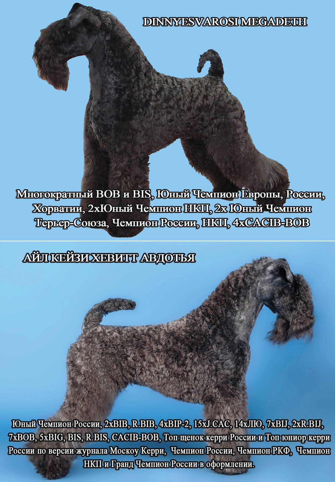 Керри блю терьер: фото собаки, описание породы и отзывы