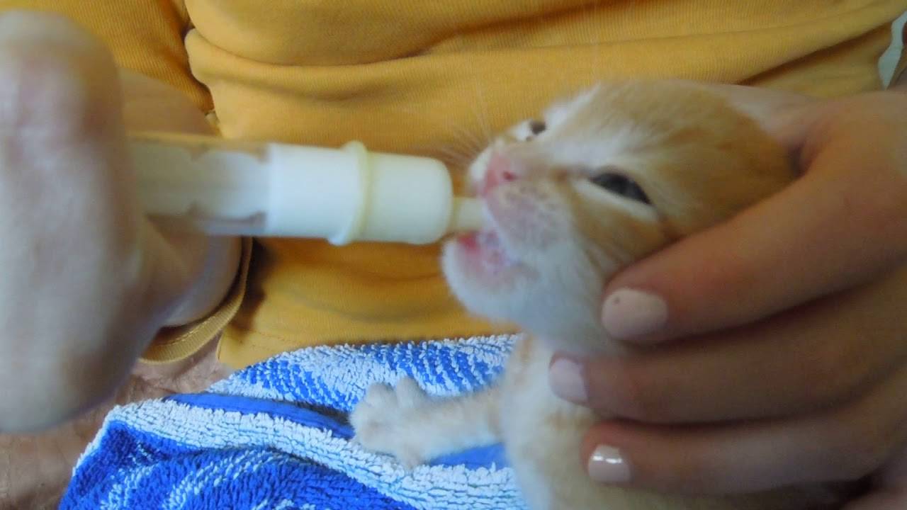 Чем и как выкормить новорожденного котенка до 1 месяца без кошки?