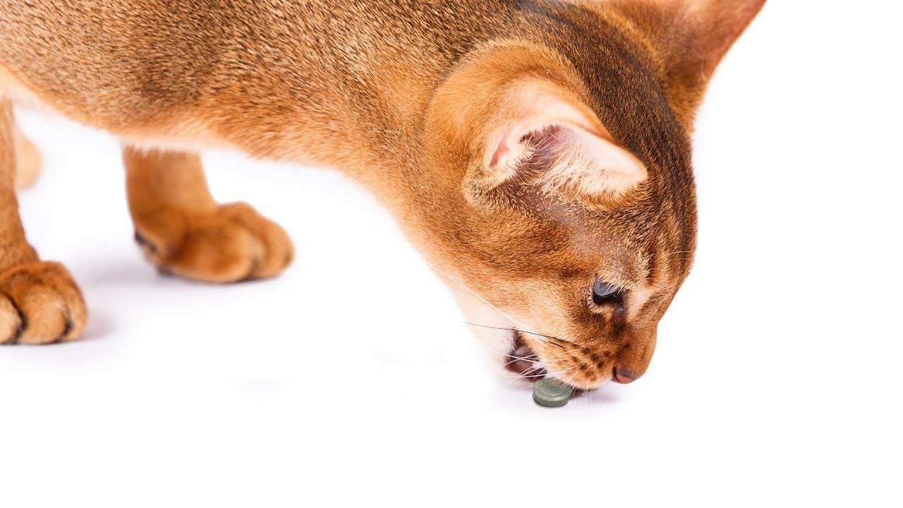5 распространенных мифов о корме для кошек