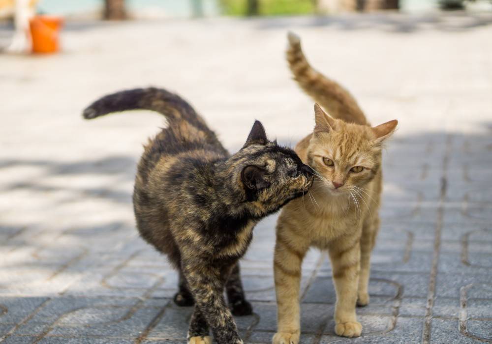 Как успокоить кота: советы и рекомендации ветеринаров