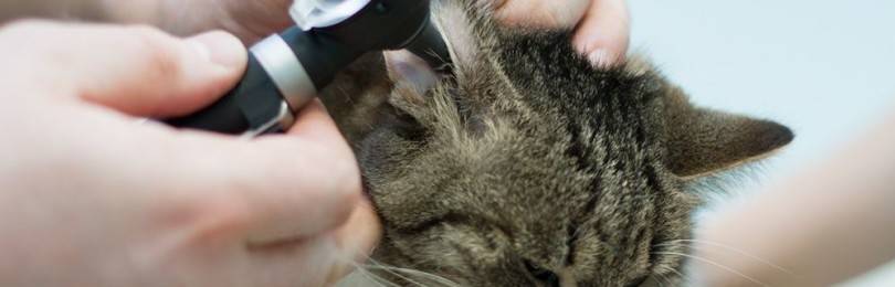 Клещи у кошек – лечение в домашних условиях, рекомендации и полезная информация