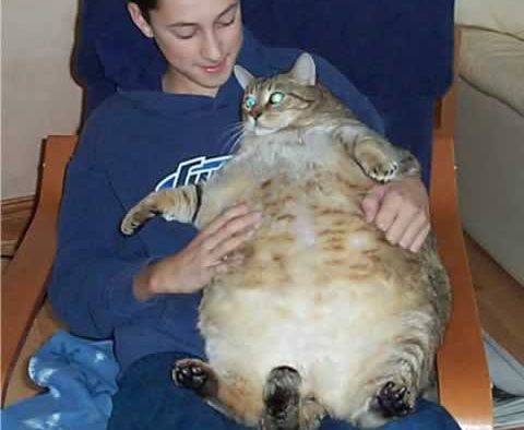 Самые толстые коты в мире - фото и описание