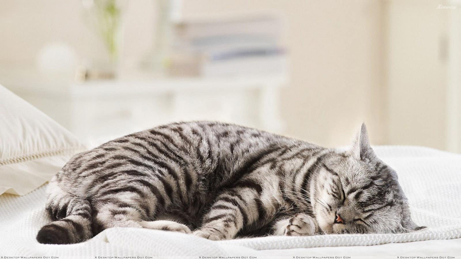Сонник часто снятся кошки. к чему снится часто снятся кошки видеть во сне - сонник дома солнца