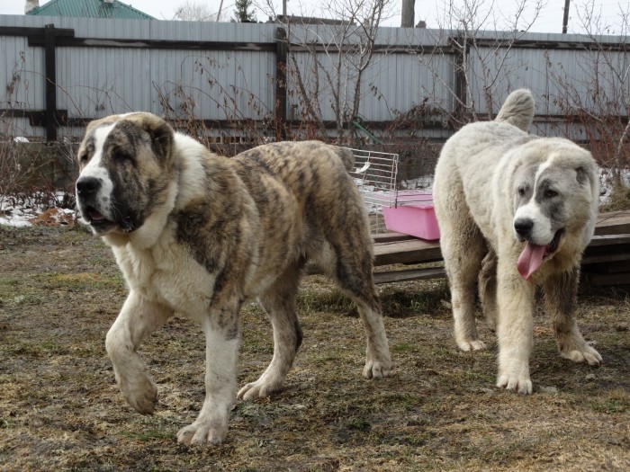Топ 38 самых больших собак в мире (с фото) | dogkind.ru
