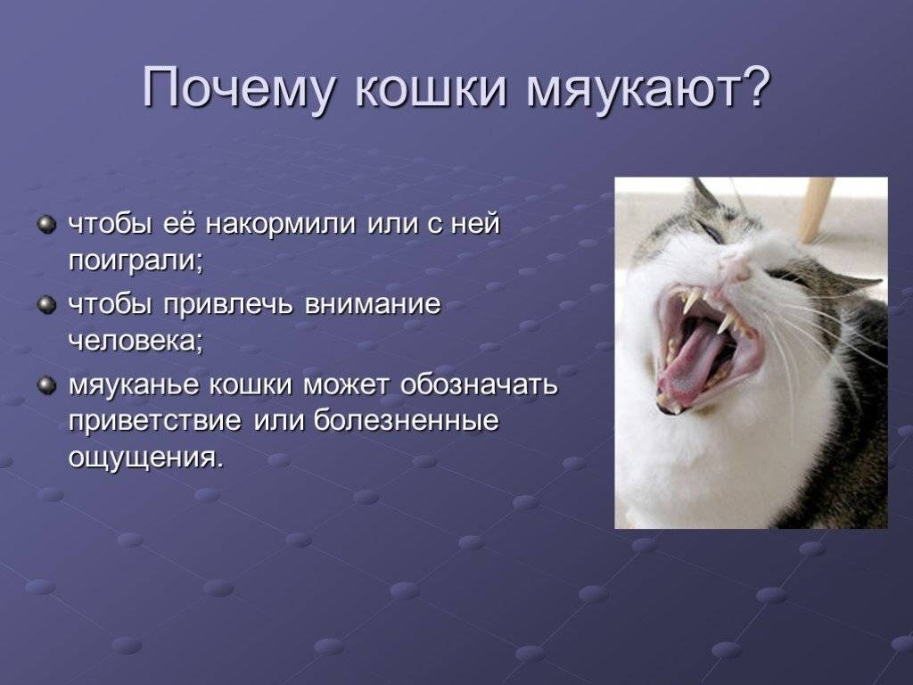 Причины и способы успокоения кота, особенности поведения или признак болезни