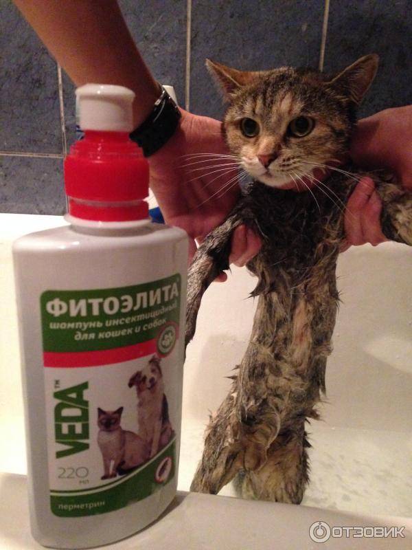 Блохи у котёнка, как быстро и безопасно вывести