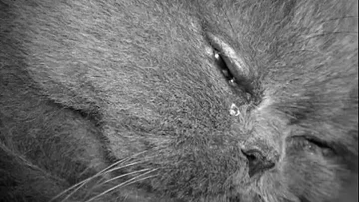 Кот плачет: кошачьи эмоции, причины слез, что делать