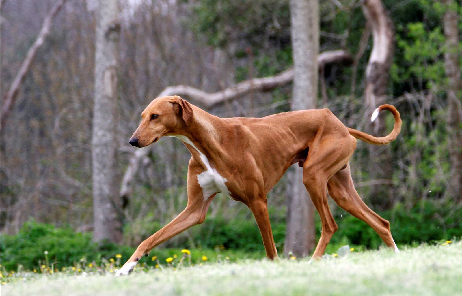 Всё об охотничьей породе собак азавак | блог ветклиники "беланта"