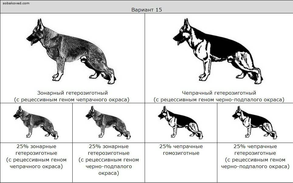 Как выбрать щенка немецкой овчарки — на что обратить внимание при выборе питомца