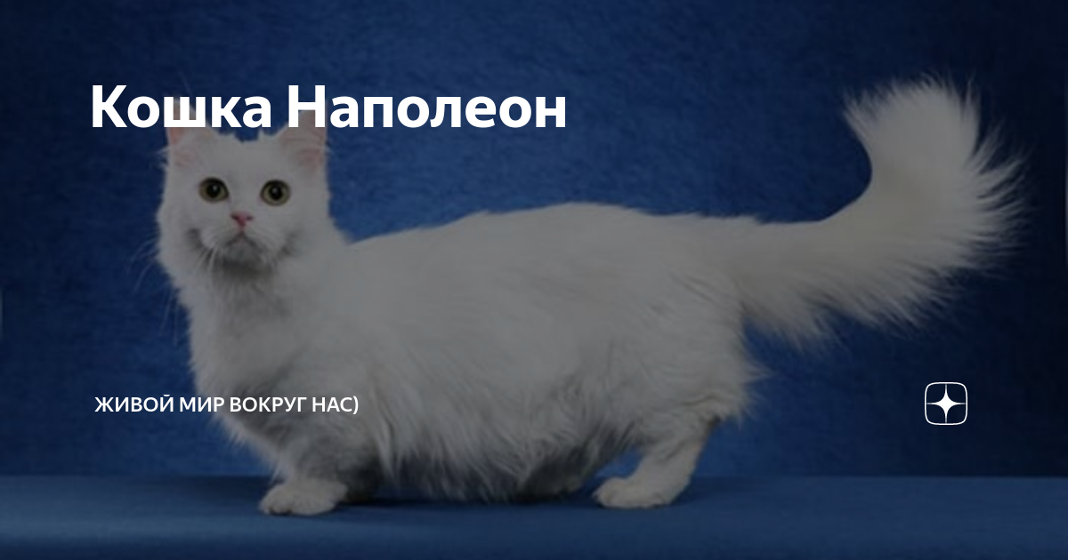 ᐉ наполеон (менуэт) - описание пород котов - ➡ motildazoo.ru