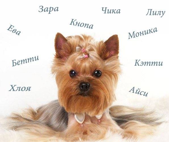 Клички для собак-«девочек»: как назвать питомца крупной и мелкой породы, список иностранных и русских имен для щенков + отзывы