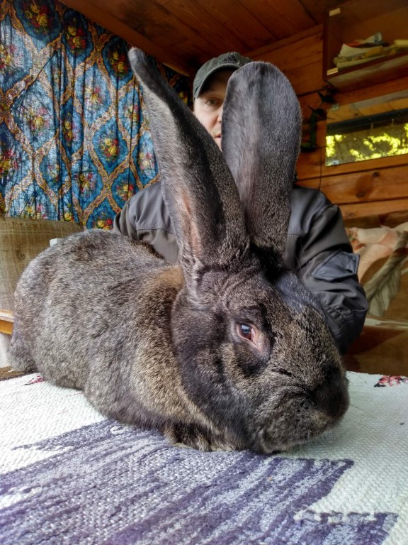 Фландер: поведение, кормление и содержание кролика в домашних условиях